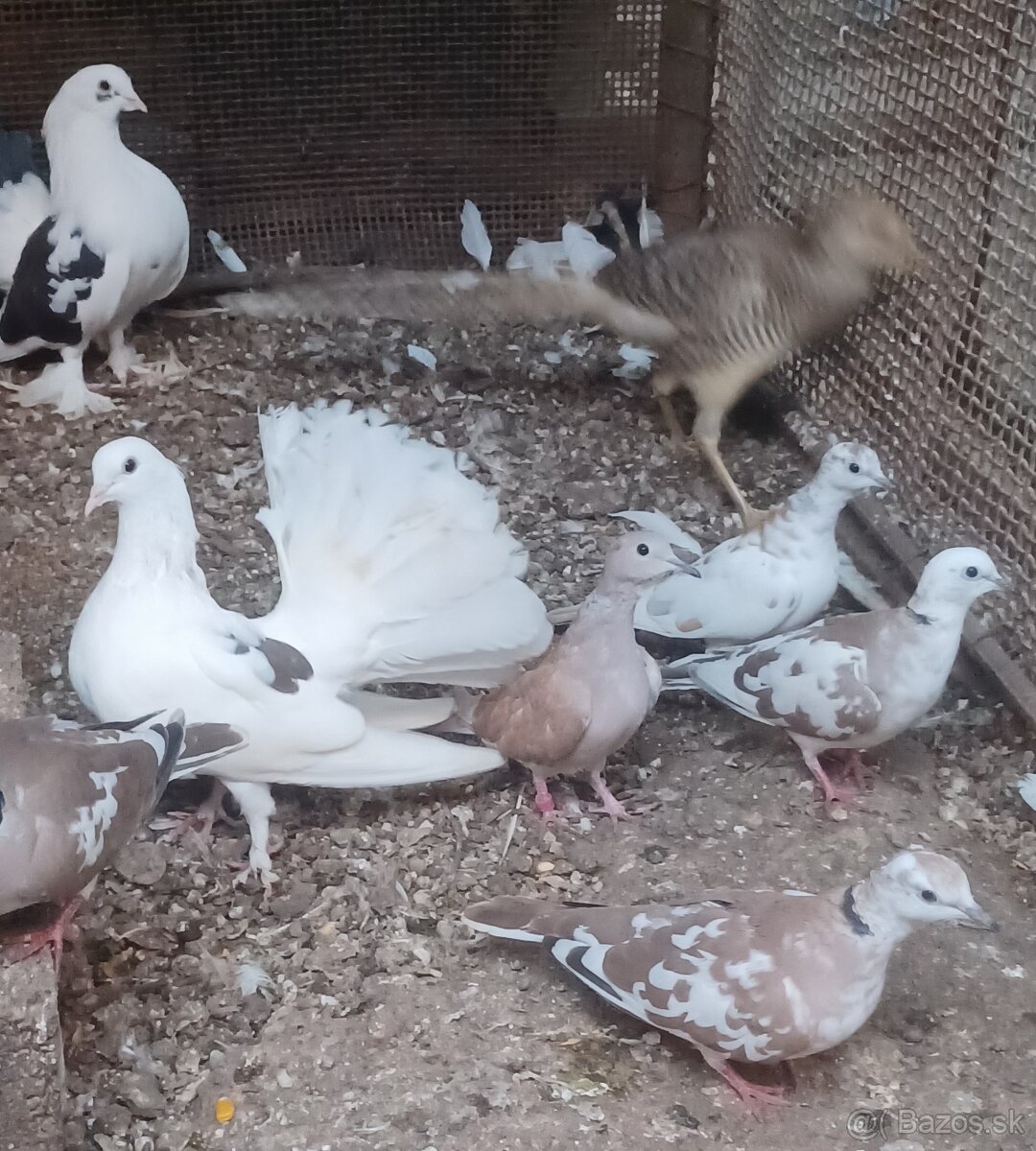 Predám chichotavé hrdličky : - 3