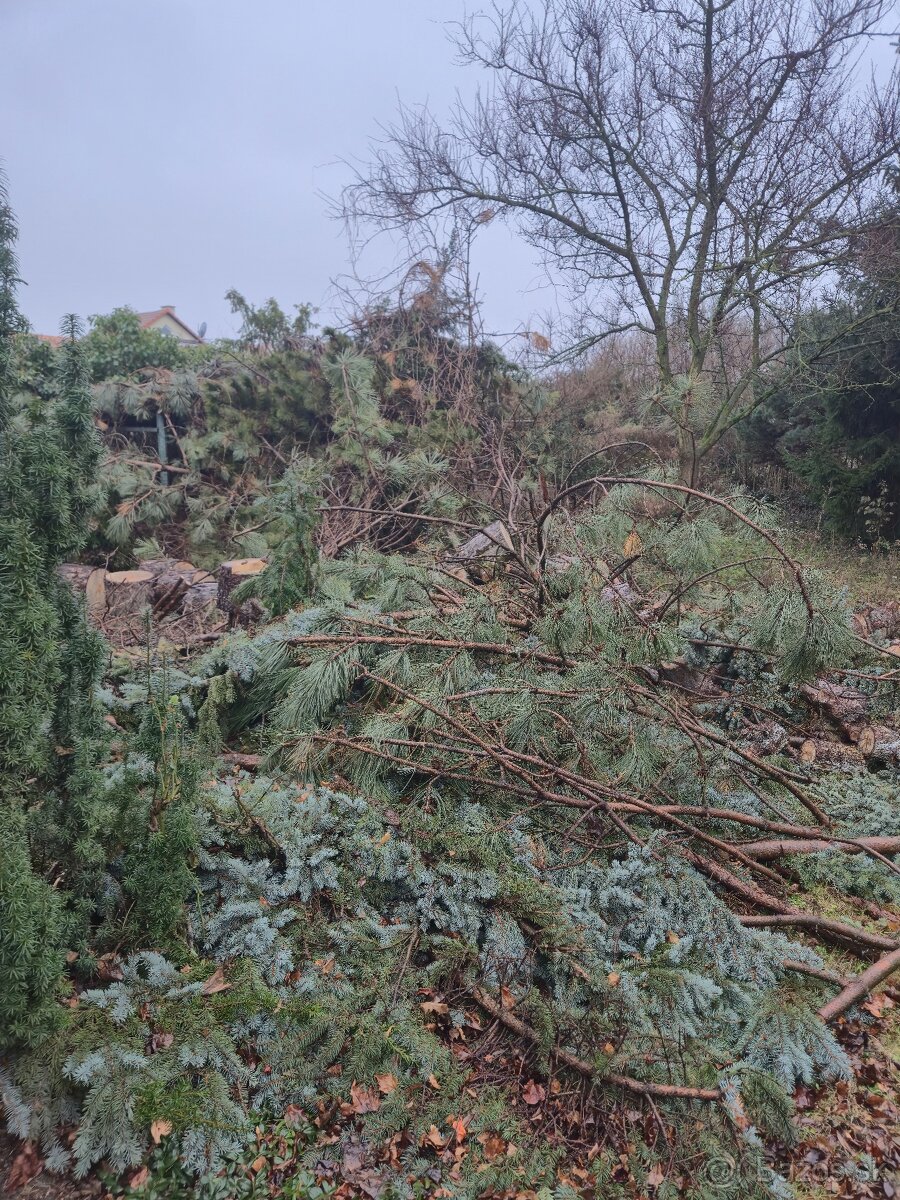 Darujem drevo a konáre - 3