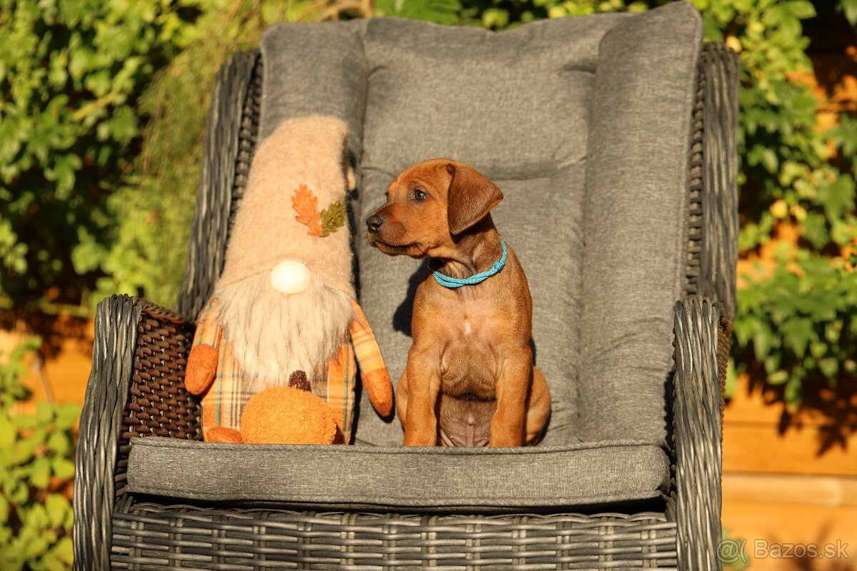 Rhodesian ridgeback - štěňátka s PP - 3