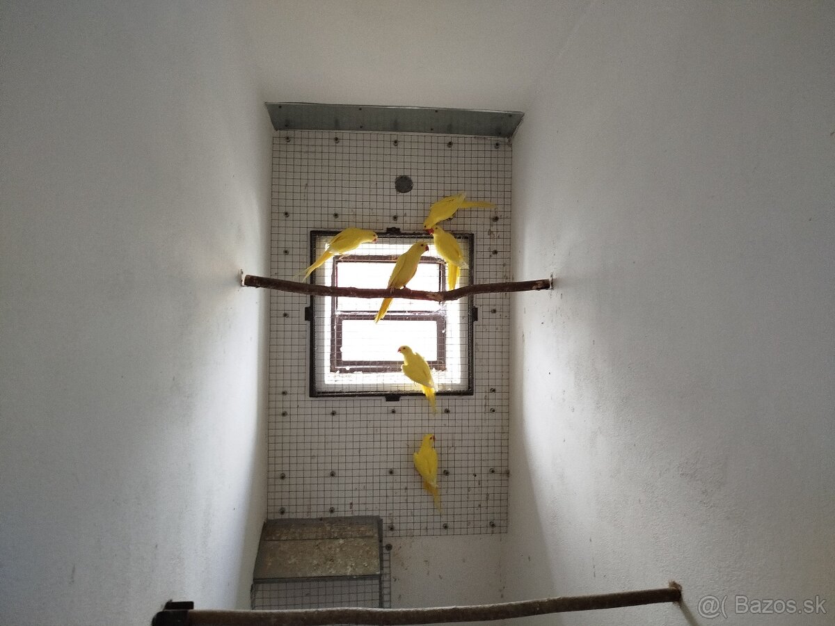 Alexander malý žltý. - 3