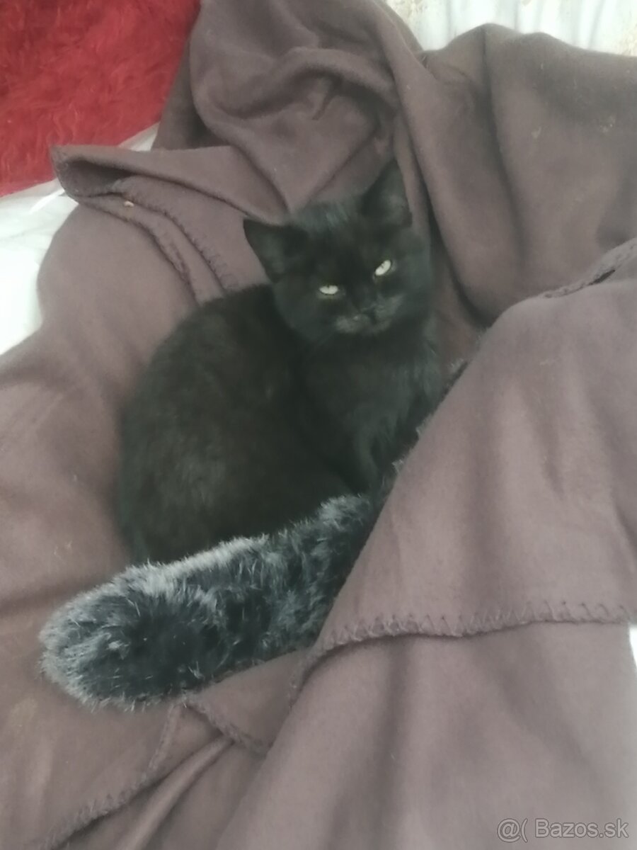 Mačičky do dobrých rúk - 3