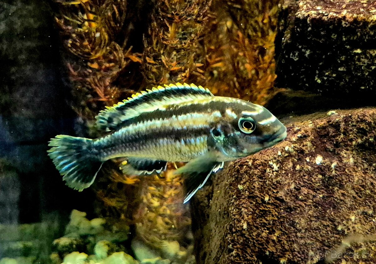 Africké cichlidy - 3