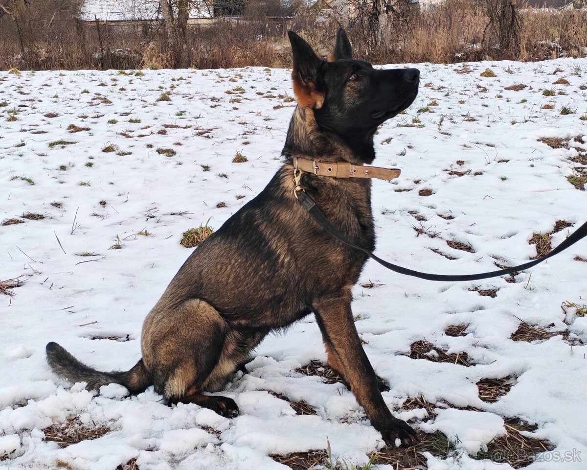 Nemecky Ovciak s pp - 3