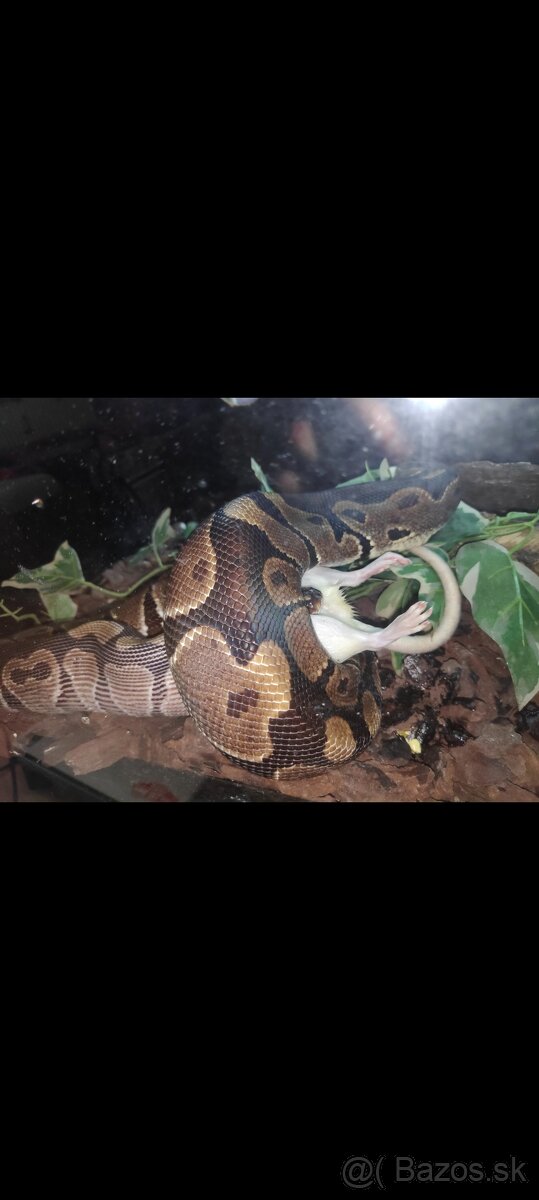 Python regius (Pytón Kráľovský) párik + tera - 3