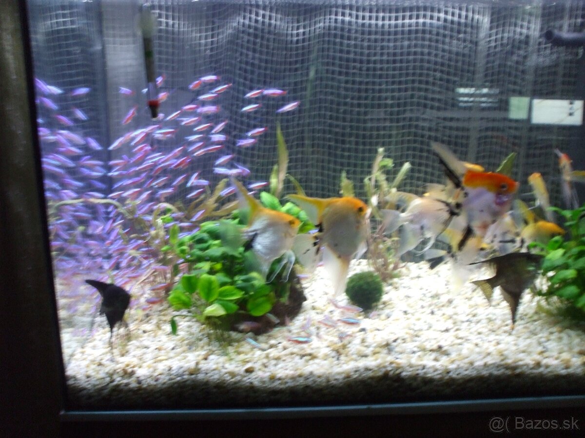 Predam akvarium s prislušenstvom aj neonky samostatne - 3