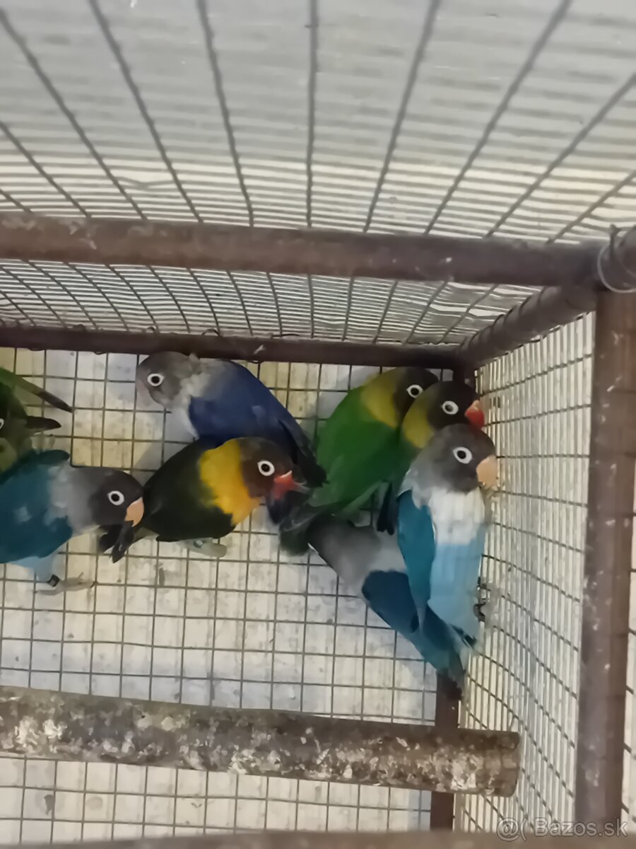 Agapornisy škraboškove - 3