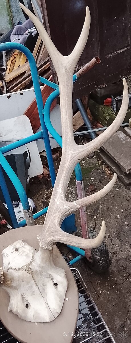 Predám parožie trofej - 3
