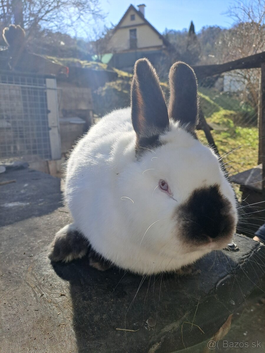 Kalifornske kraliky - 3