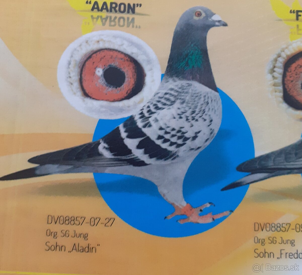 Postove holuby - 3