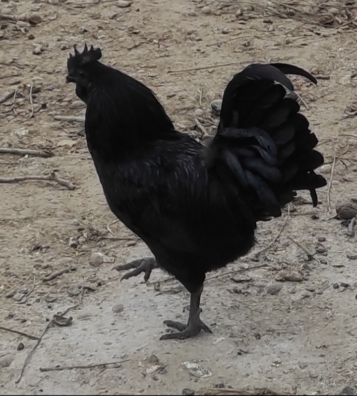 Ayam Cemani - 3