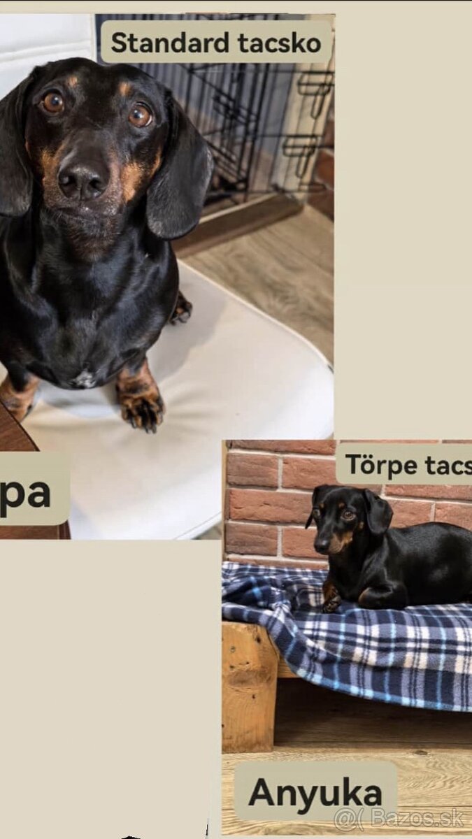 Predám šteniatka jazvečíka/Eladó tacskó kiskutyák - 3