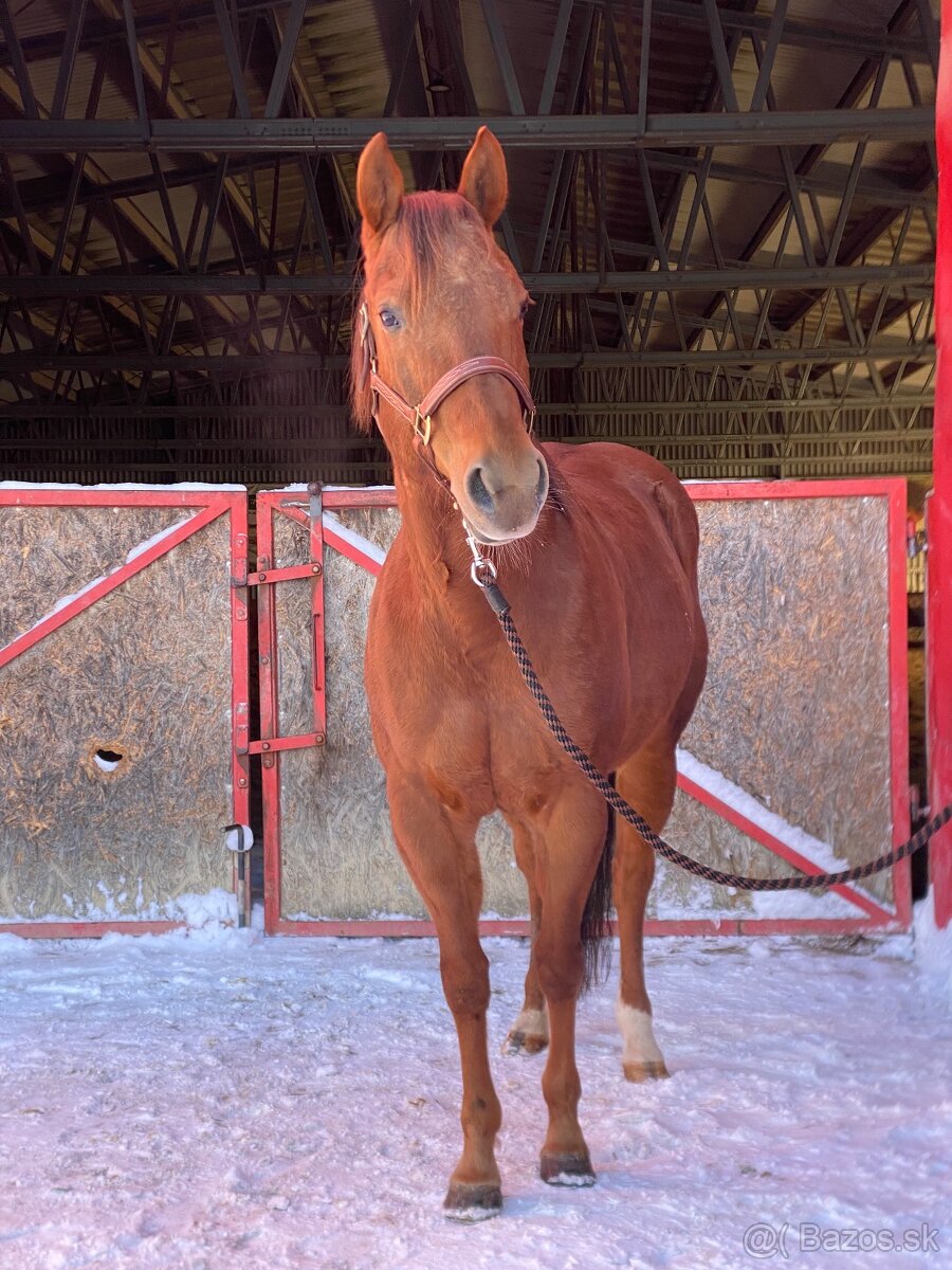 AQH žrebná kobyla na predaj - 3