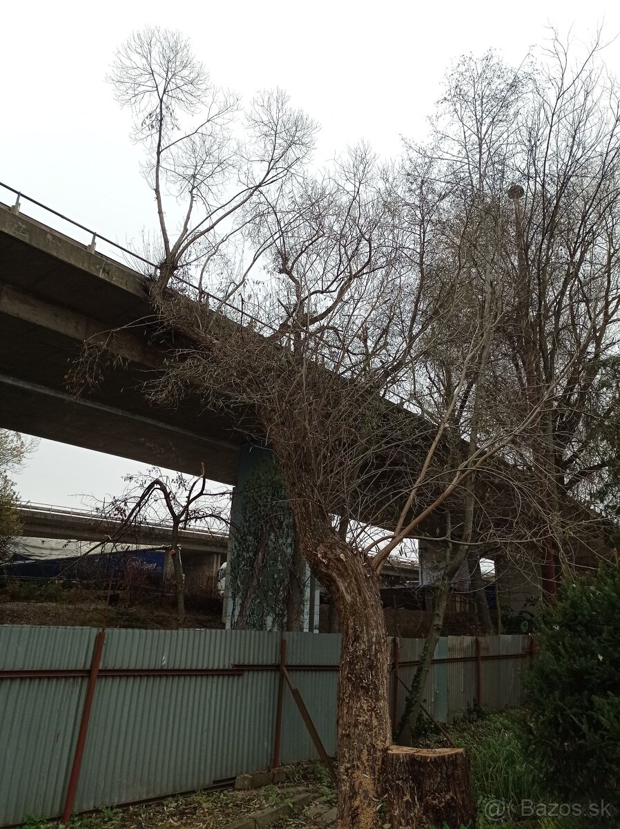 Spiľovanie, výrub, orez rizikových stromov - 3