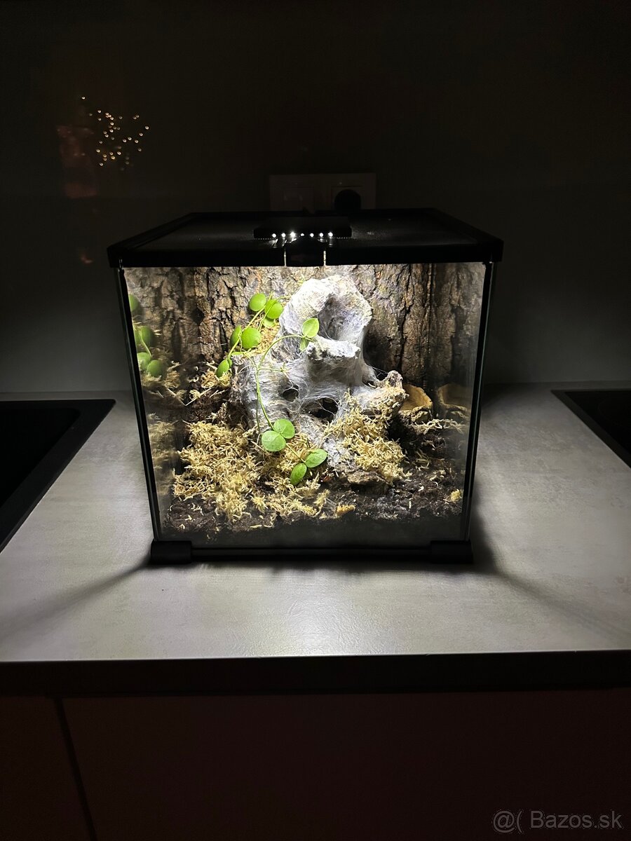 Dospelá samica Psalmopoeus cambridgei aj s výbavou - 3