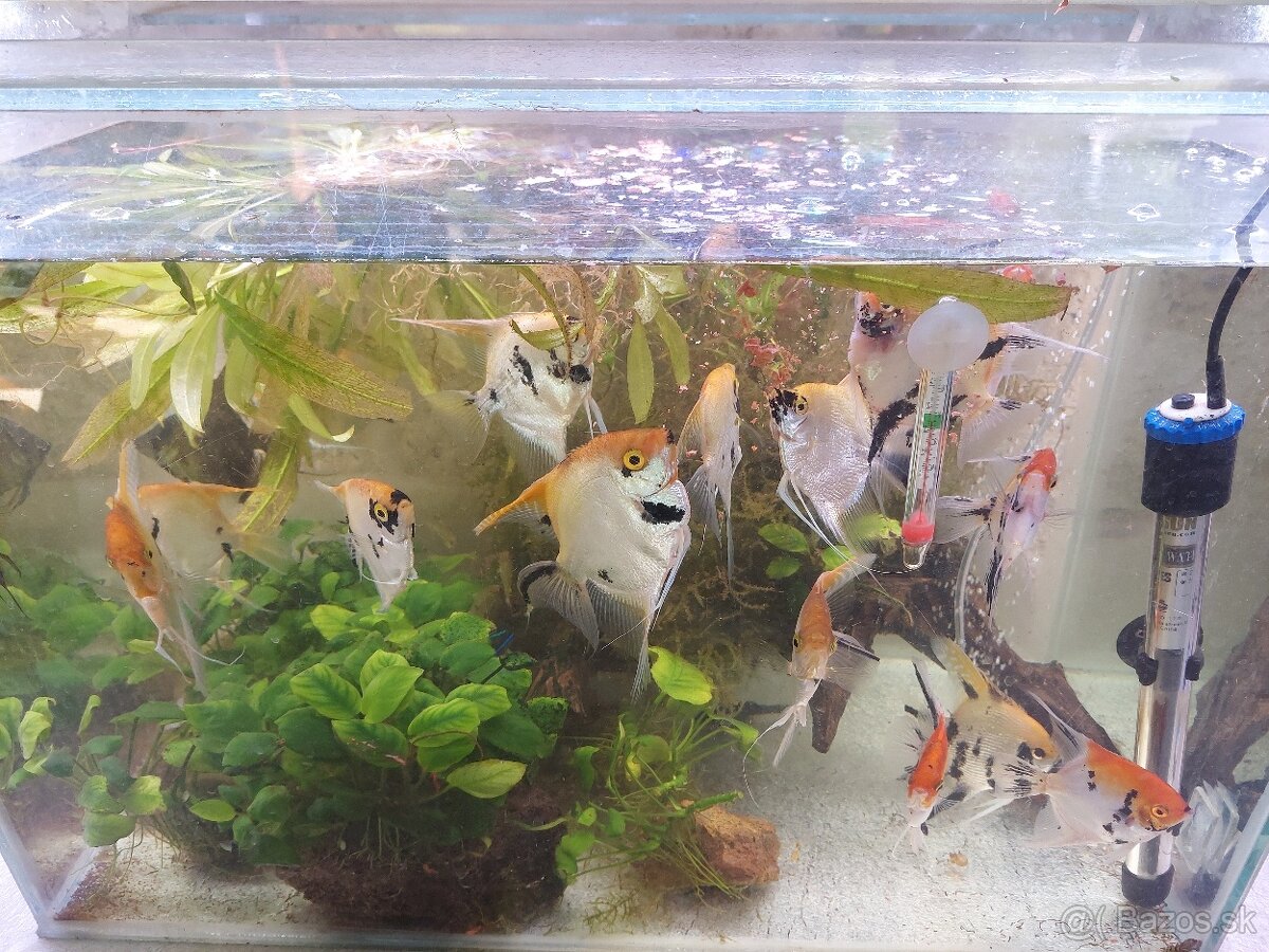 Predam kompletne prislušenstvo ryby a rastliny - 3