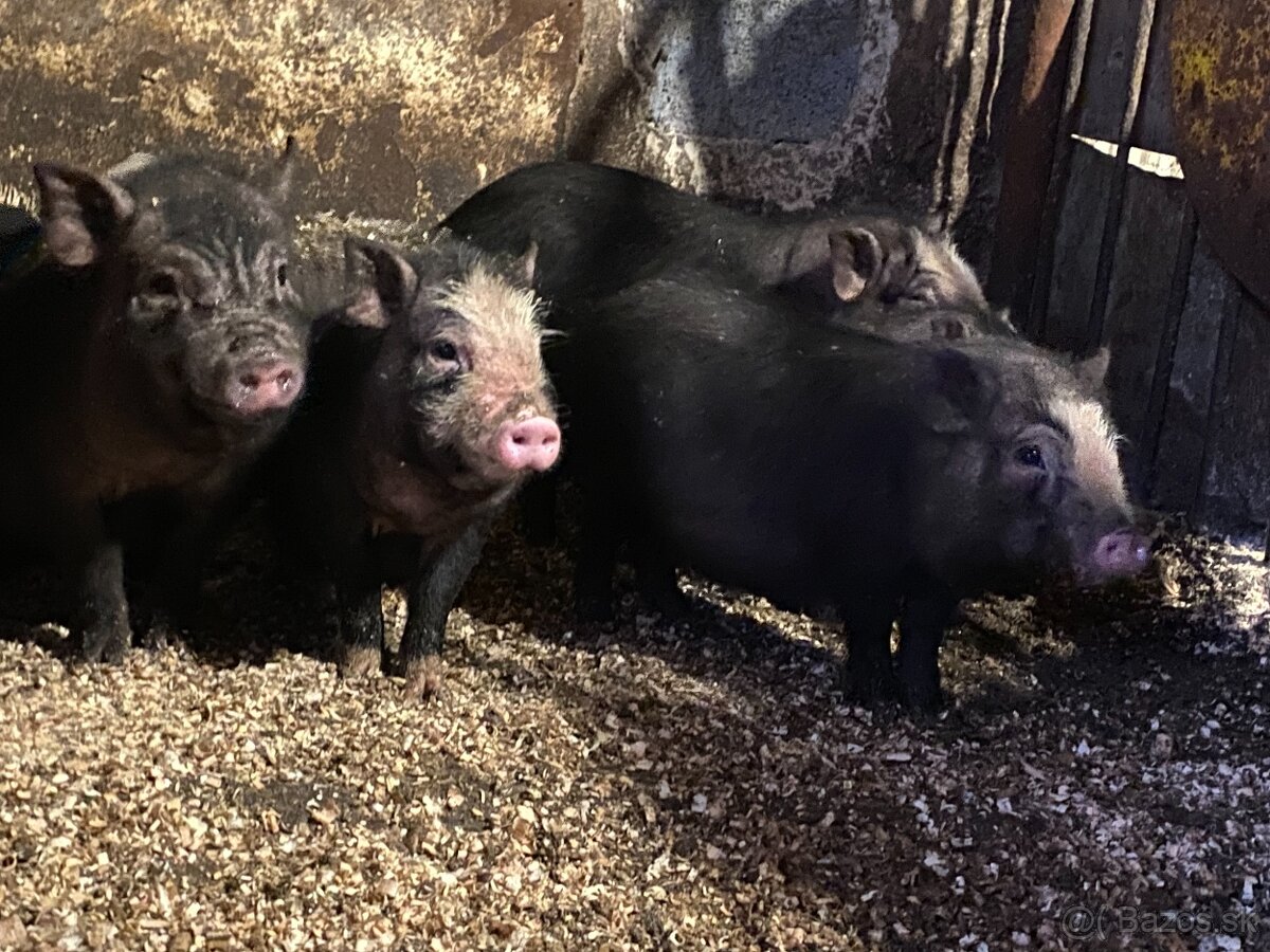 Vietnamské prasiatka - 3