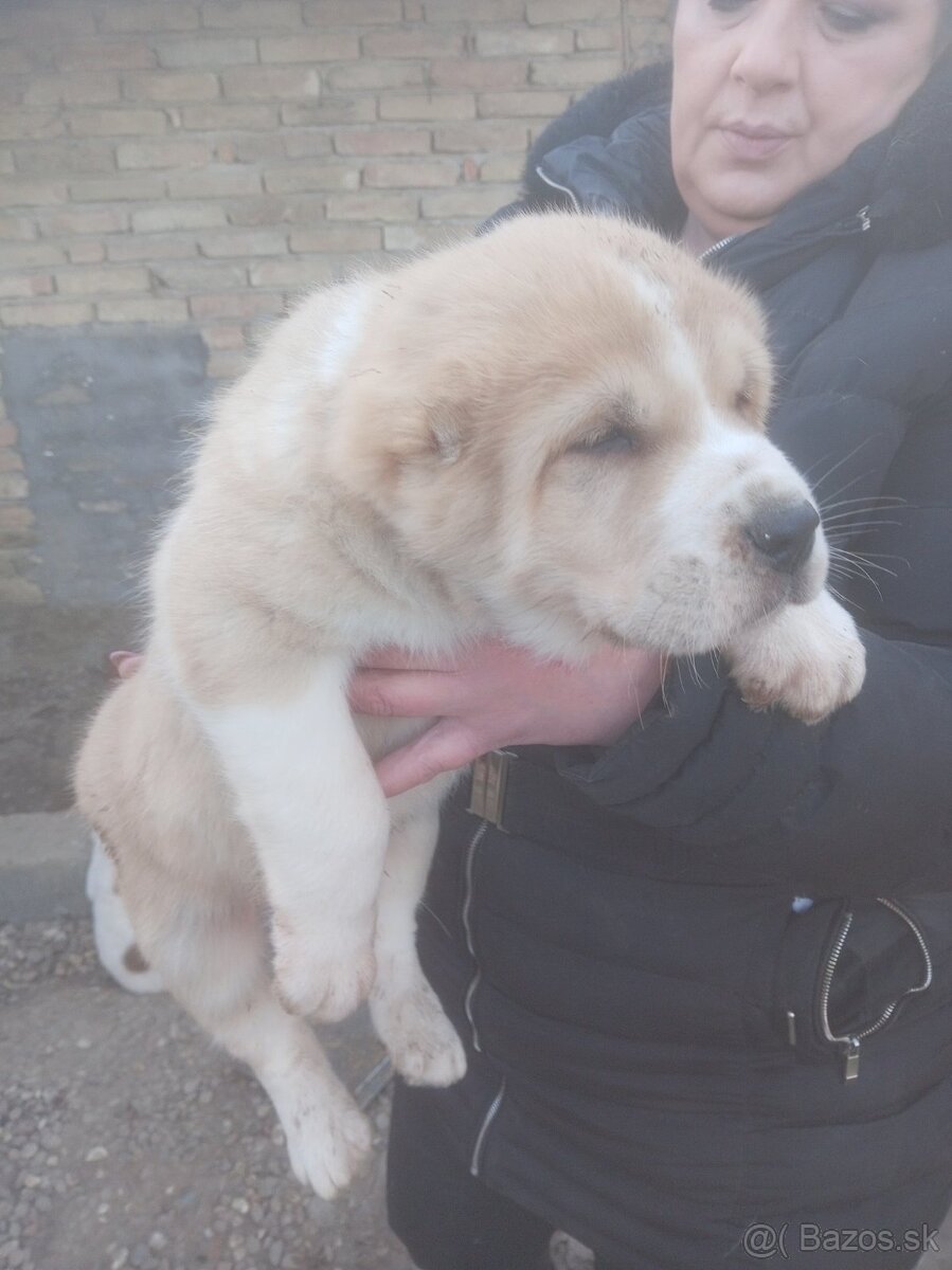 Stredoázijský ovčiak – šteniatka - 3