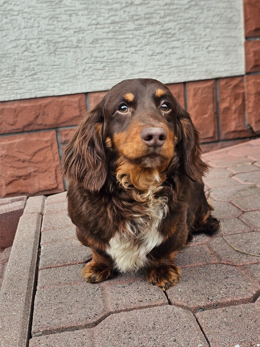 Jazvečík choco tan dlhovlasý psik - 3