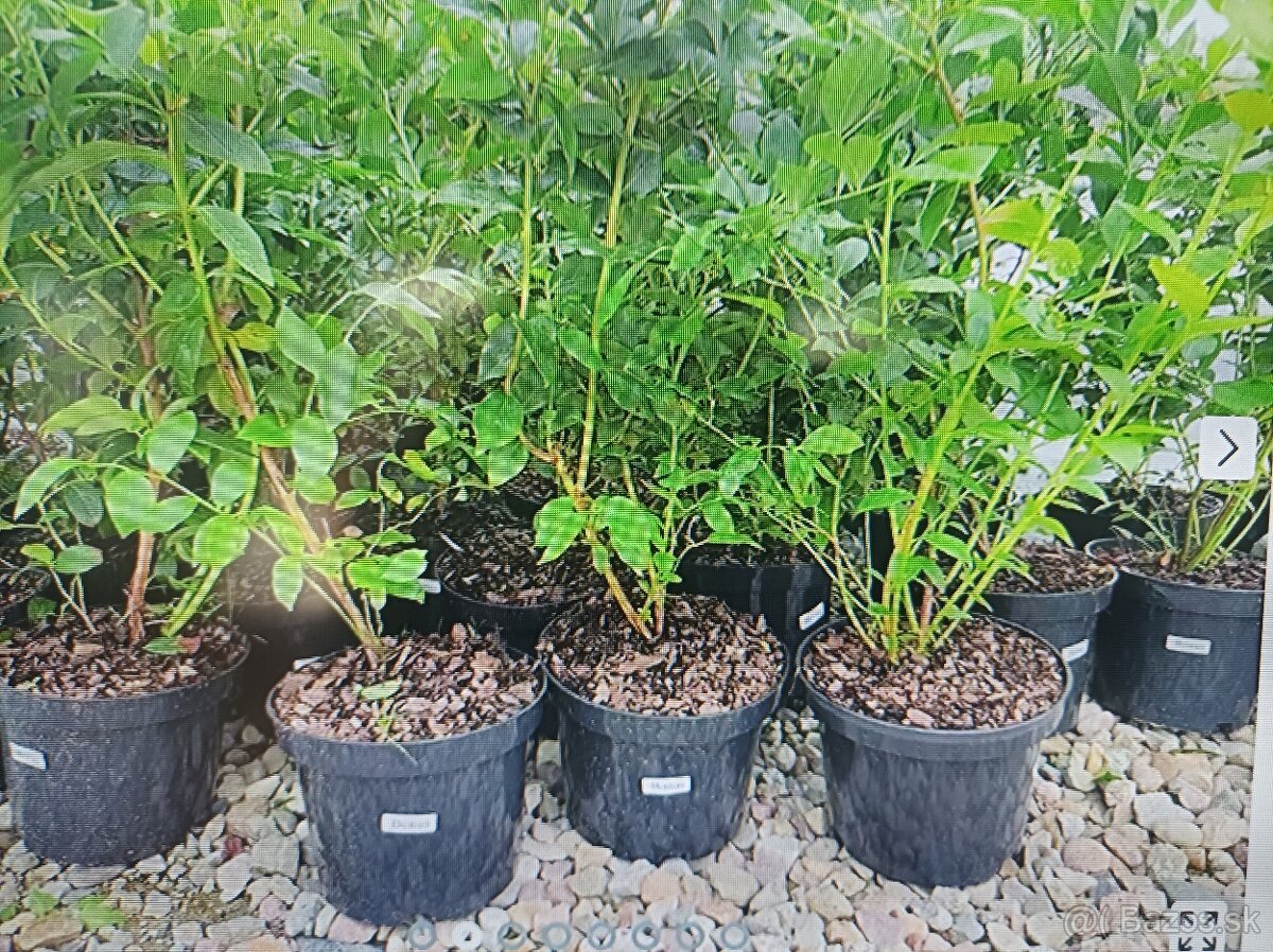 ČUČORIEDKY SADENICE + PINK LEMONADE ČERVENÁ 9 EUR - 3