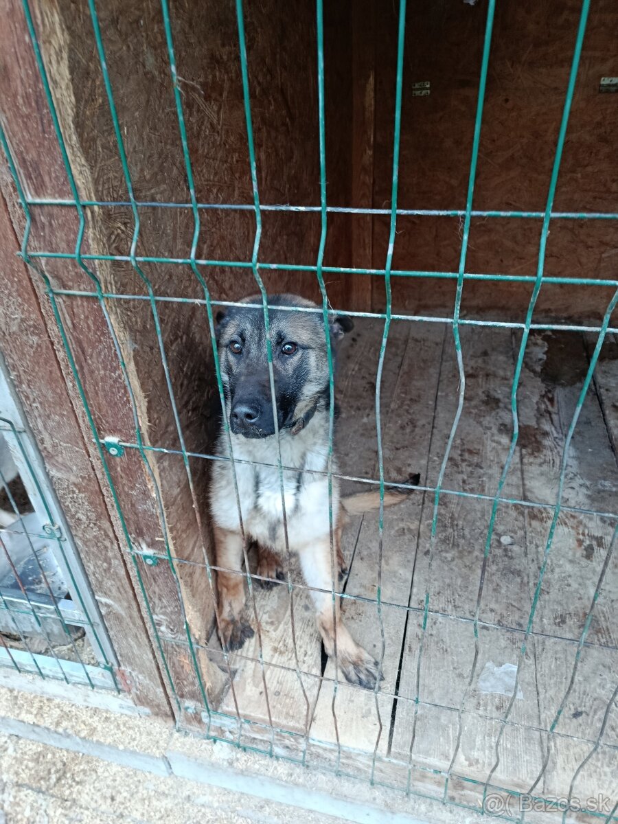 Belgický ovčiak malinois - 3