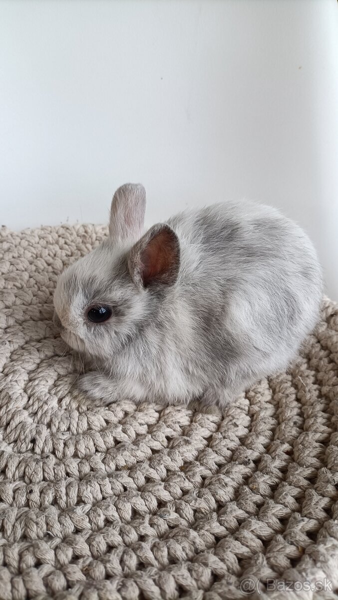 Zdrobnené kraliky - 3