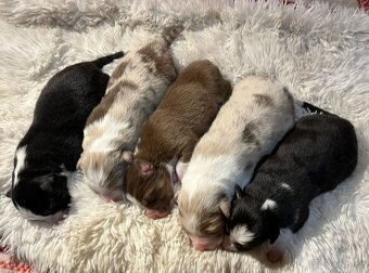 Australský ovčák s PP - 3