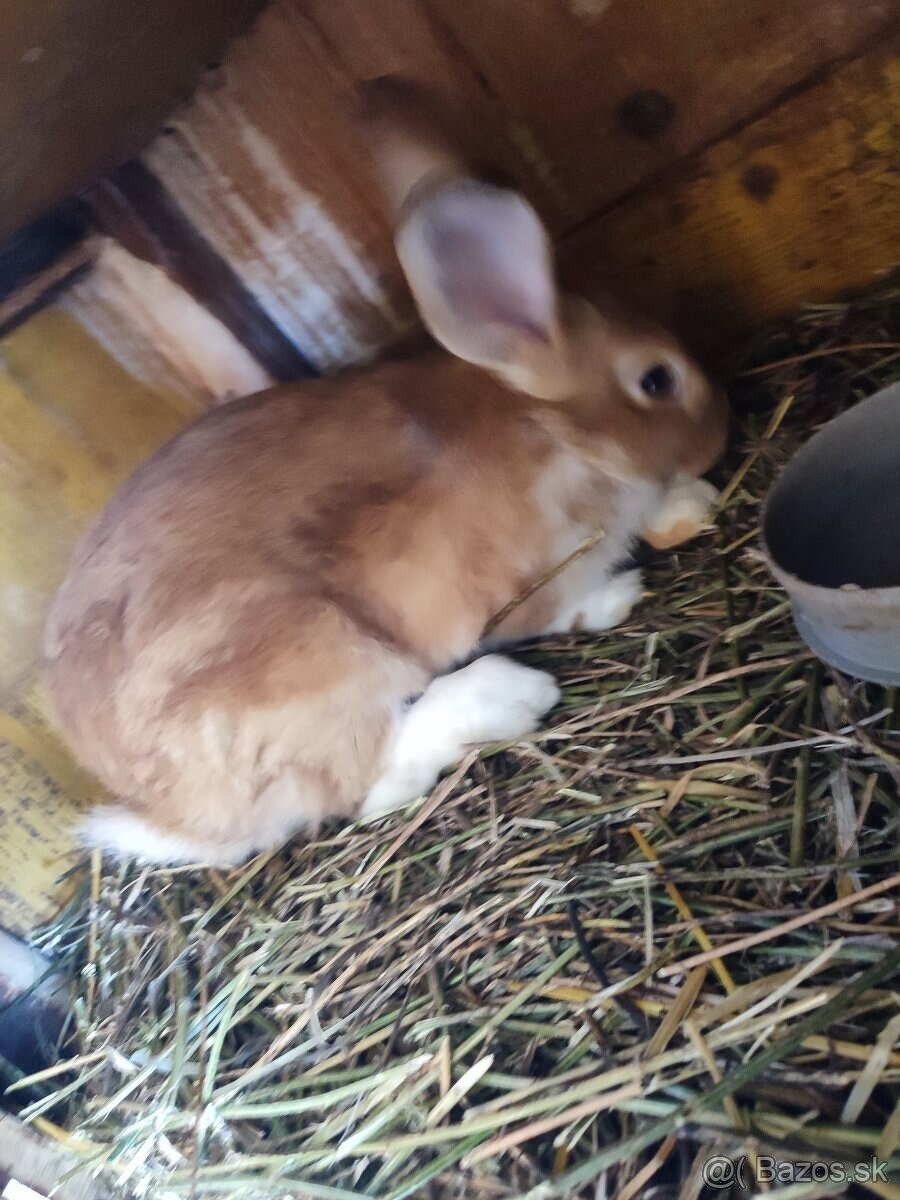 ‼️zajace ‼️ - 3