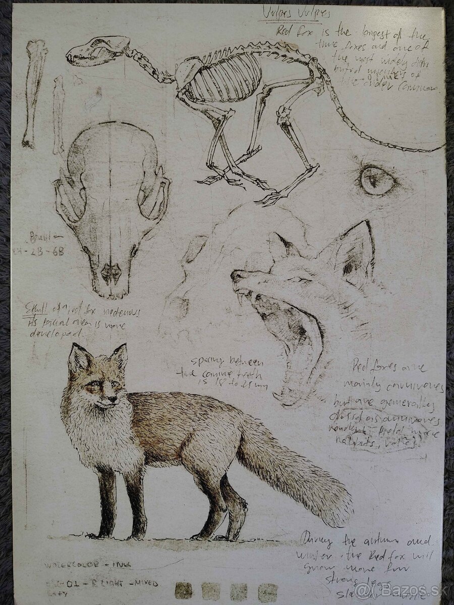 Displate matte- líška (fox anatomy) - 3