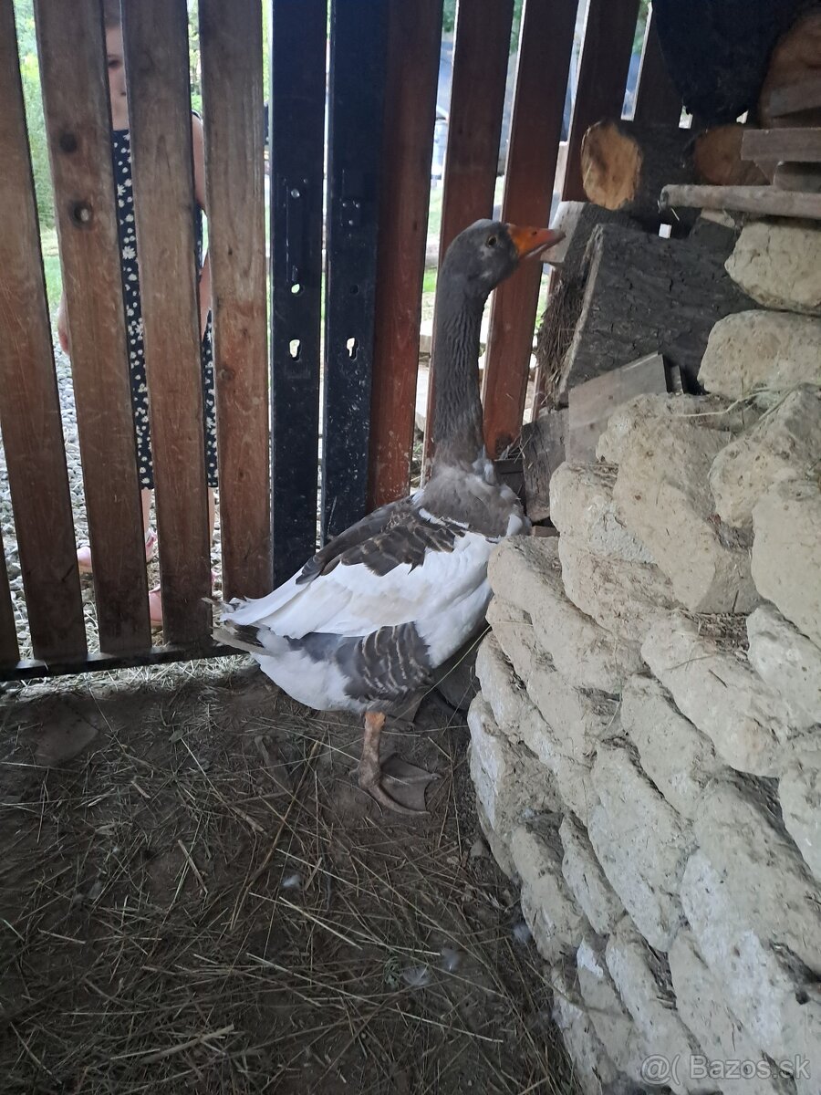 Predám pomoranského gunára - 3