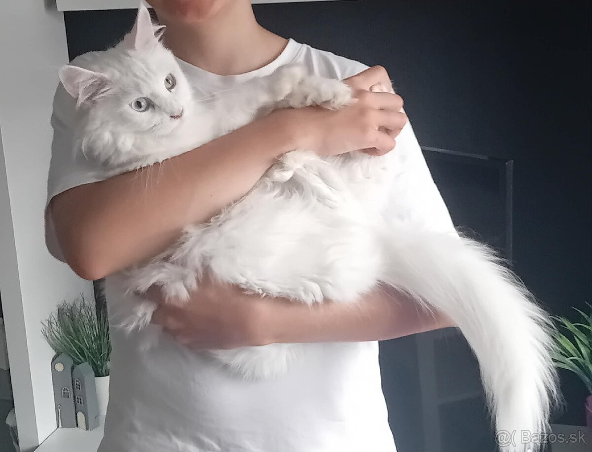 BIELA MAČIČKA MAINE COON - 3