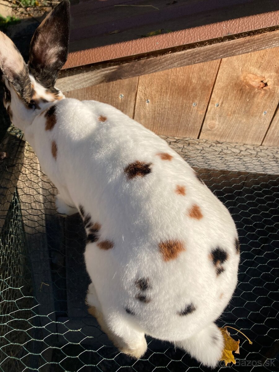 Rex-dalmatínsky - 3