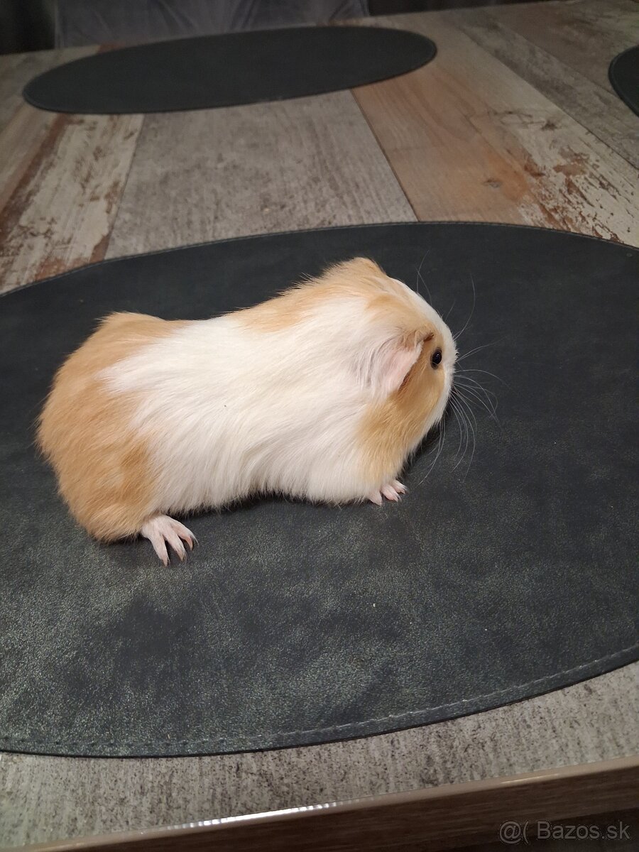 Darujem morčatá - 3