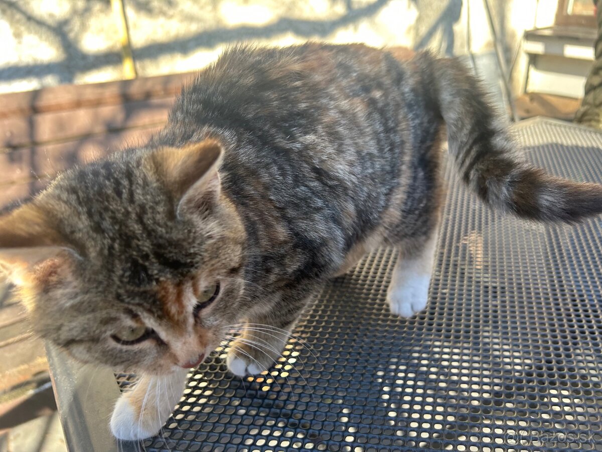 Maciatka darujem - 3