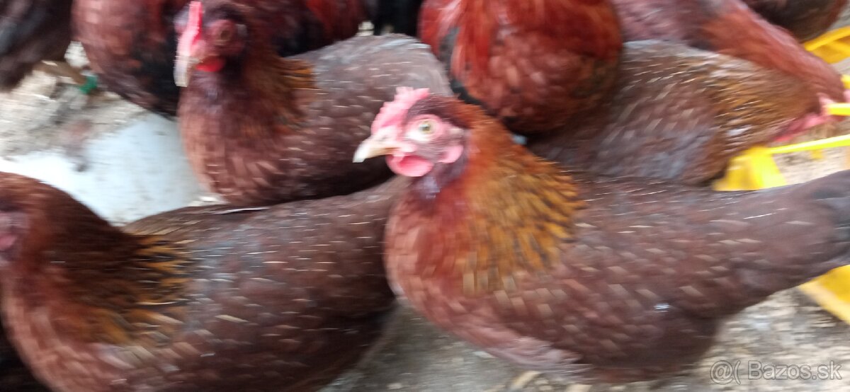 Zdrobnená velsumka - 3