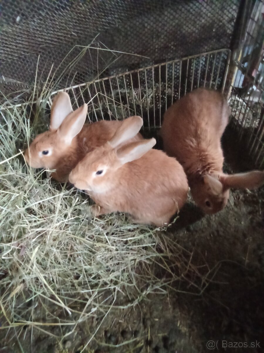 Predám burgundske králiky - 3