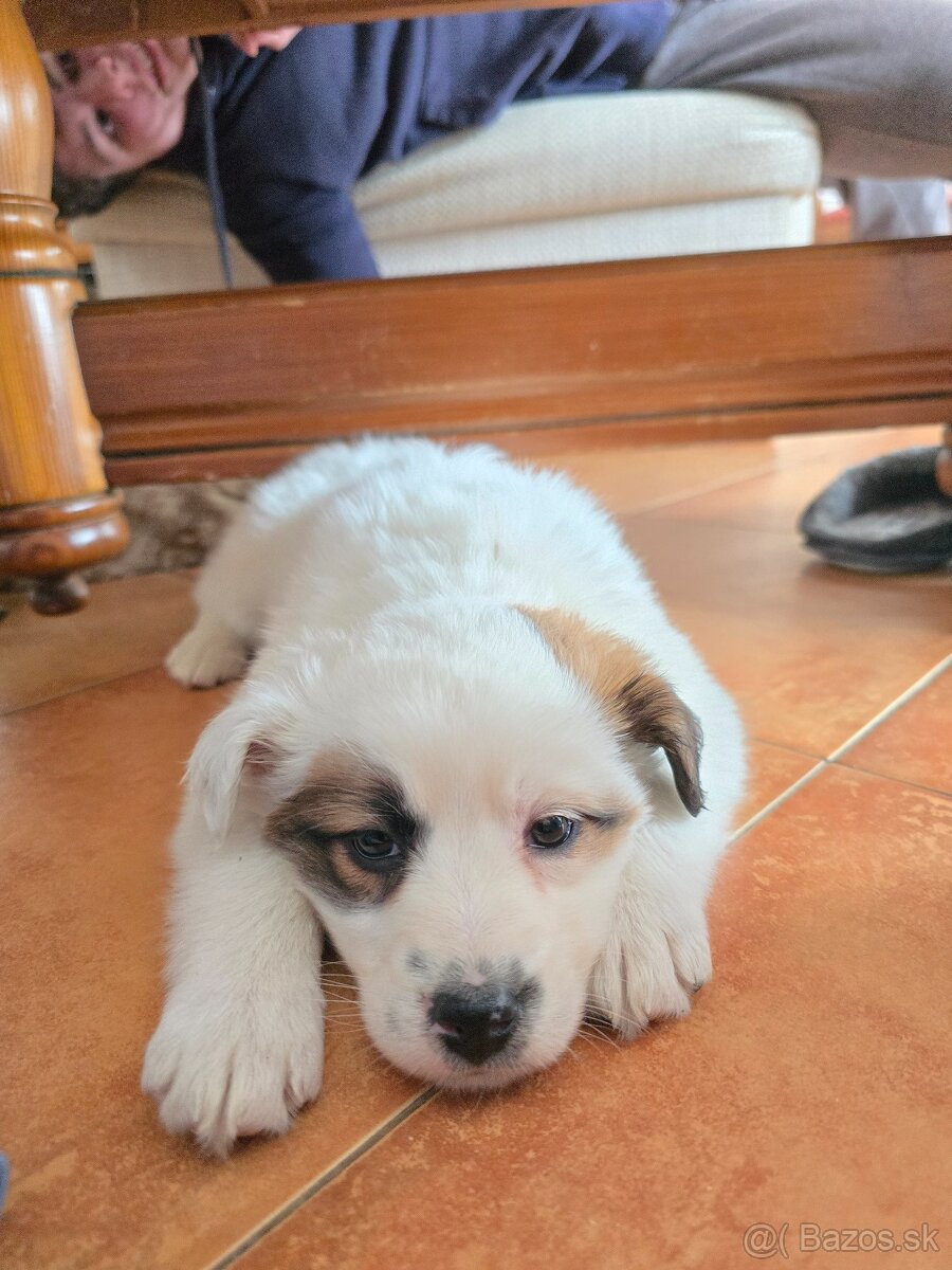 Krásne Šteniatko - 3