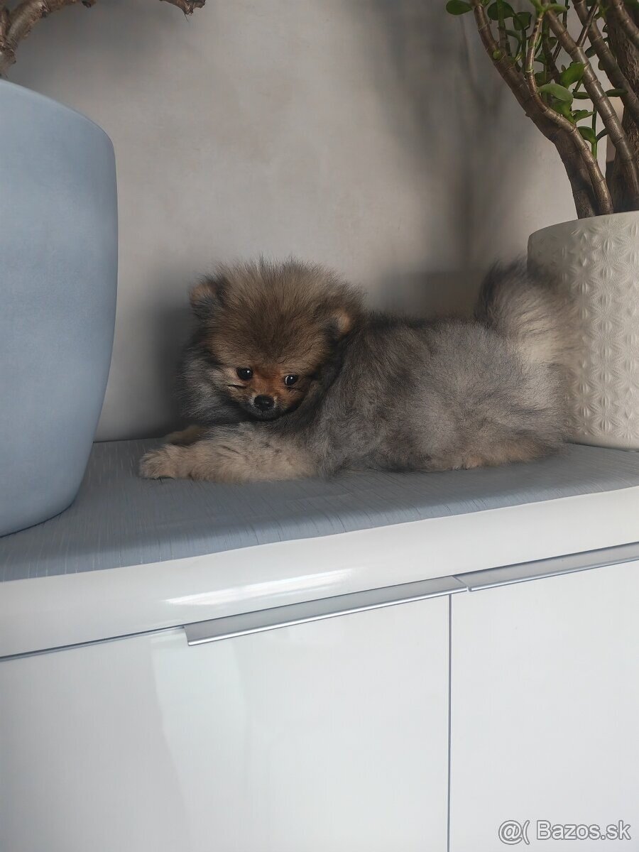 Pomeranian - 3