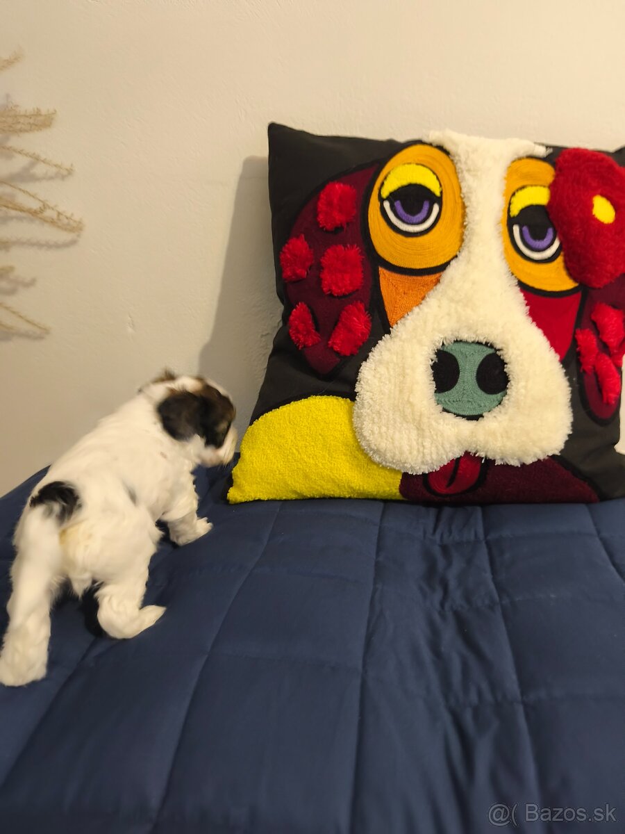 Čínsky chocholatý pes - 3