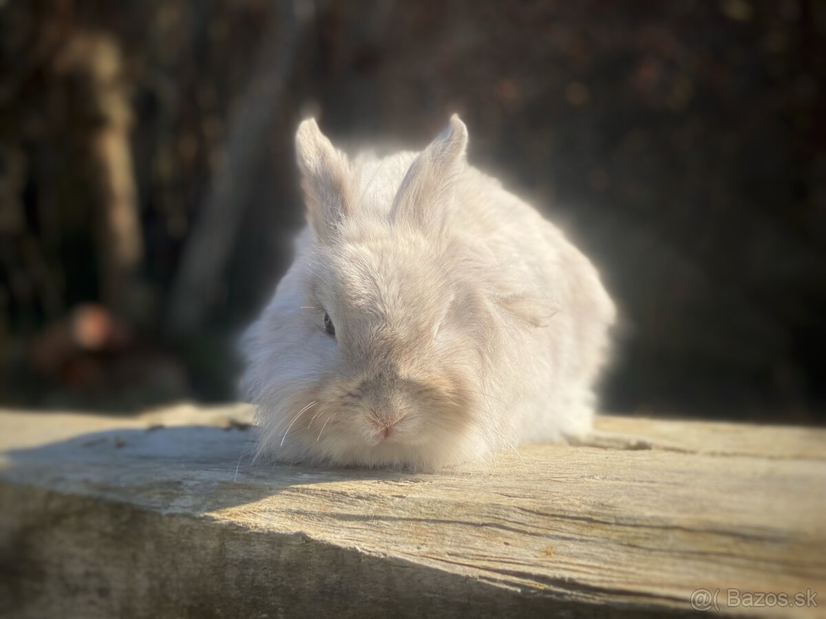 Zakrslý králik-samičky - 3