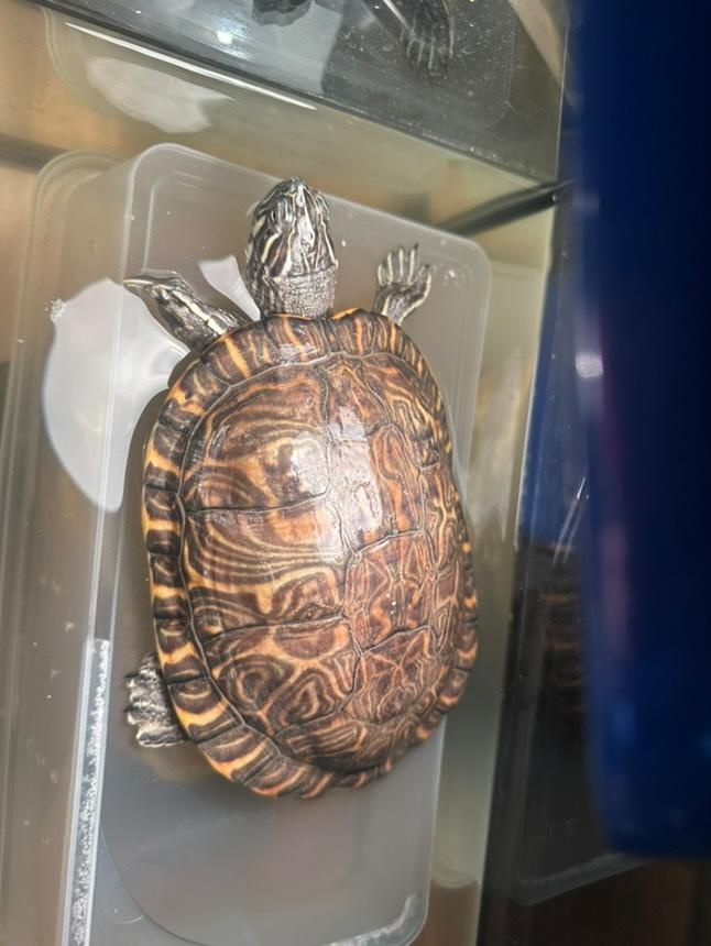 Vodná korytnačka - 3