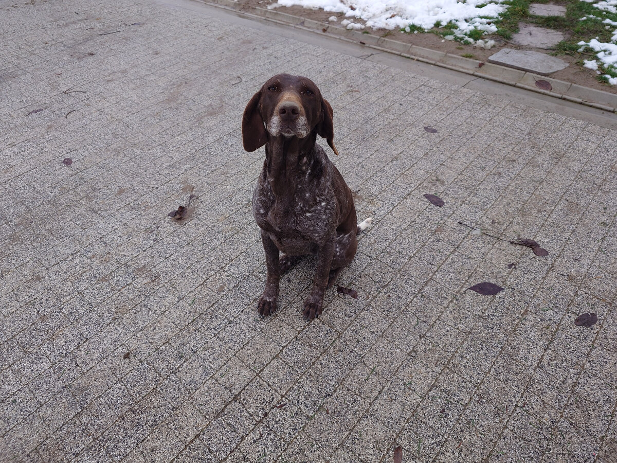 Nemecký kratkosrsty stavac - 3