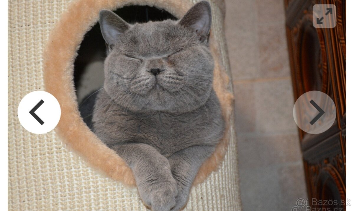 Kocúr na krytie - 3