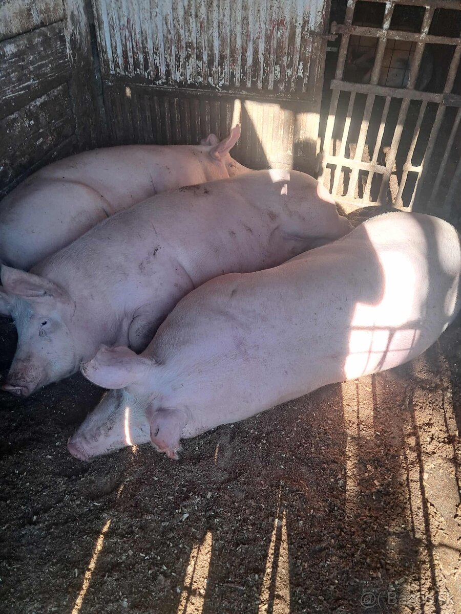 Predam ošípané - 3