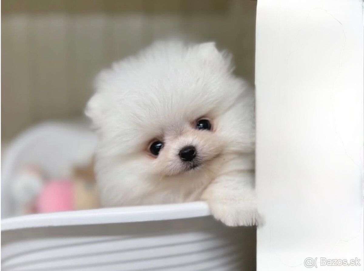 Pomeranian mini 🤍 - 3