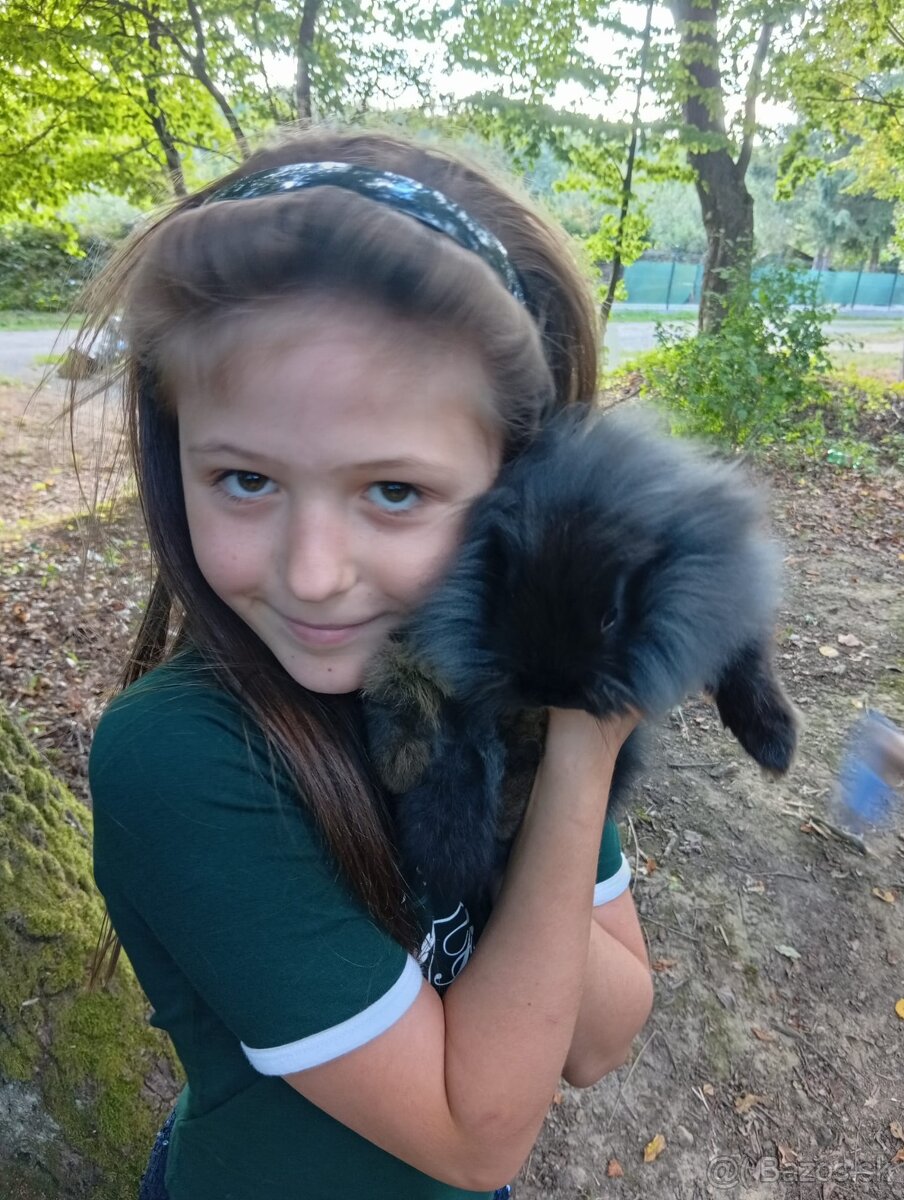 Dlhosrsty zakrsly králik - 3