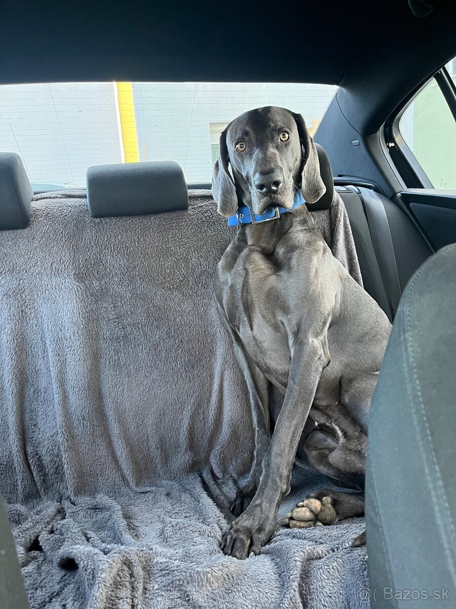 Weimarsky stavač - 3