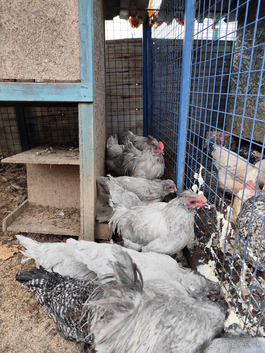 Predám araucany - 3