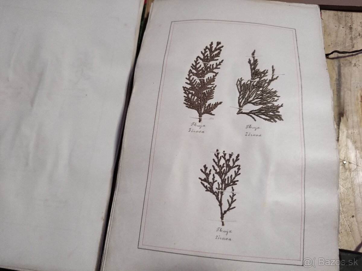Starožitný Herbár 1892 , 392 exemplárov rastlín - 3