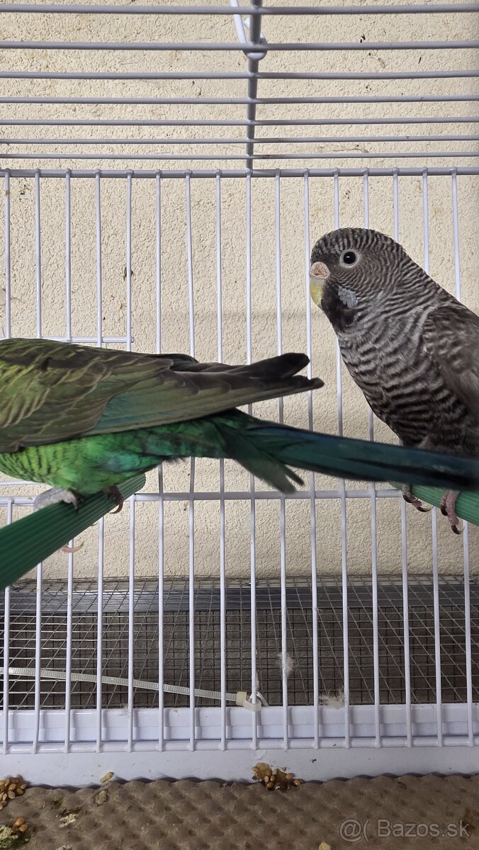 Andulka blackface - 3