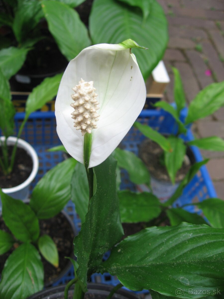Lopatkovec - Spathiphyllum - 3